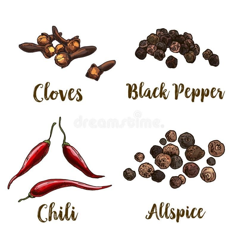 Full color realistic sketch illustration of allspice, cloves, black pepper and chili