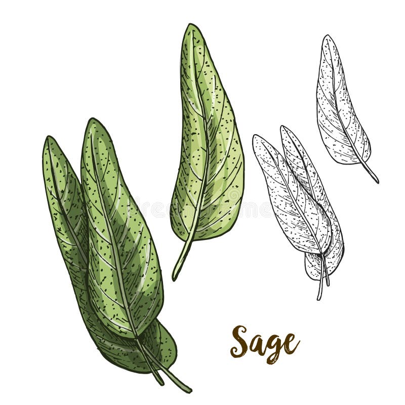 sage bundle drawing