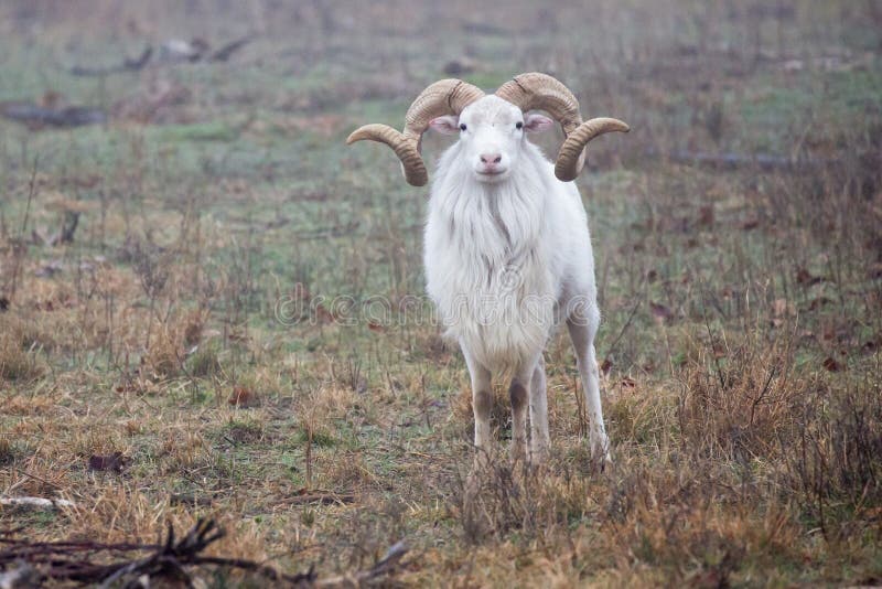 Full curl Texas Dall ram stock photo. Image of curl, exotics 82900752