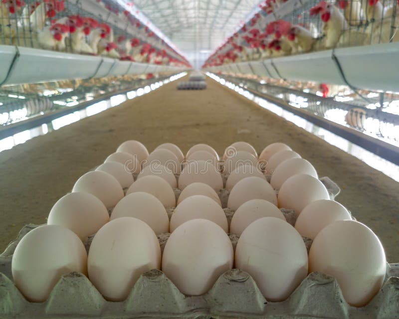 Full of eggs on the tray stock image. Image of eggs 144604319