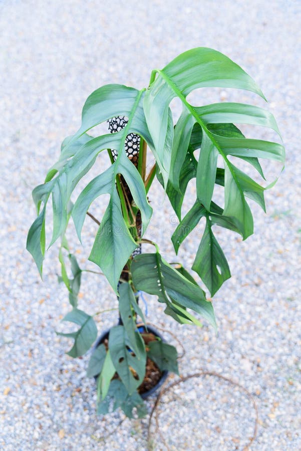 Epipremnum Pinnatum Yellow Flame Number Number 1 Stock Photo - Image of  pattern, foliage: 246521184