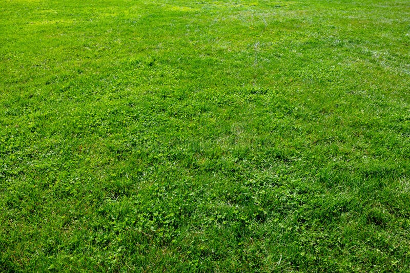 Full frame fresh green grasses background photo. stock photography