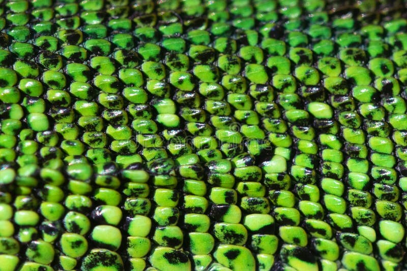 Close Up Green Reptile Skin Texture Background Stock Image Image Of Abstract Pattern 146731091