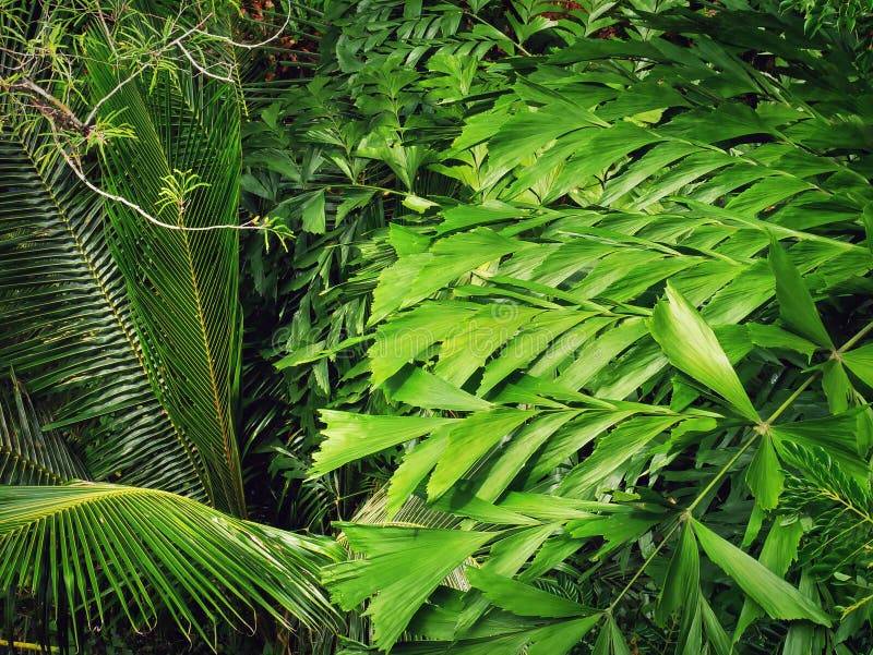 High Angle View Background of Various Kinds of Green Leaves royalty free stock images High Angle View Background of Various Kinds of Green Leaves royalty free stock images