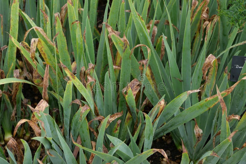 Full Frame Image of Dying Iris Foliage with Leaf Tips Turning Brown