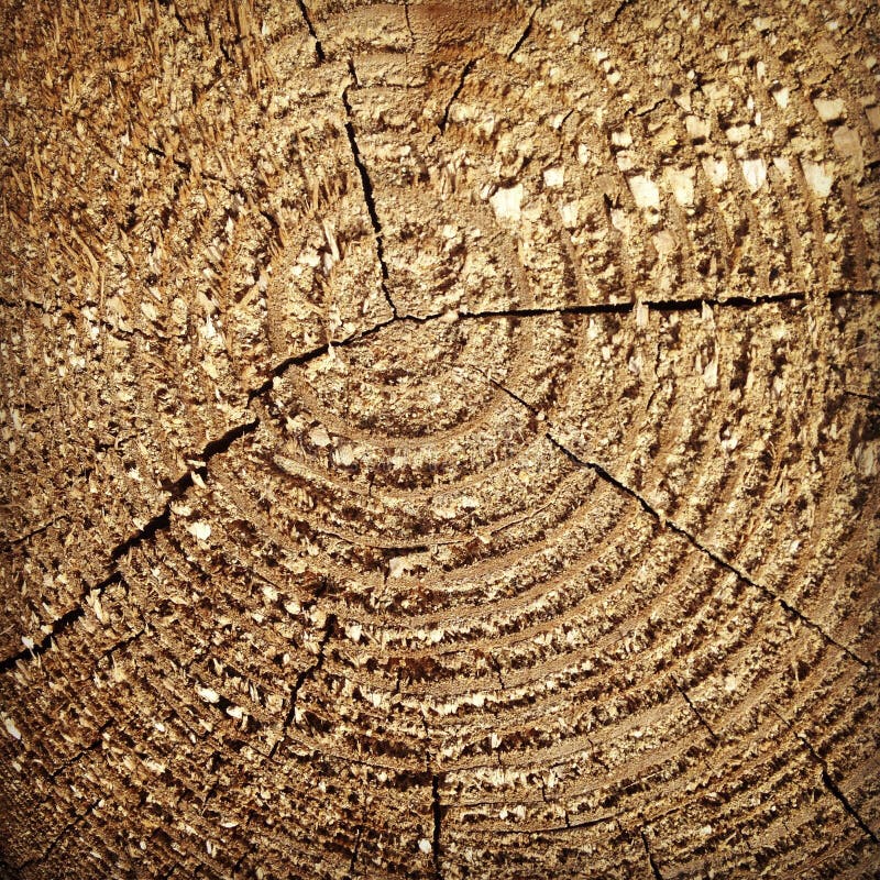 359 End Grain Wood Rings Texture Stock Photos Free & RoyaltyFree
