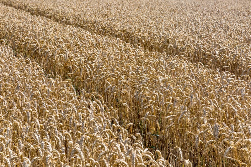 Farmland with cereal crops stock photo. Image of field 1426636