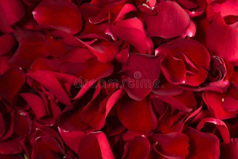 Full frame of red rose petals stock images Full frame of red rose petals stock images