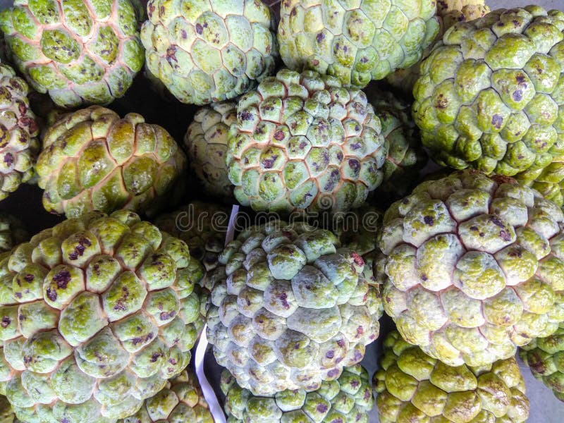 Indian Custard Apple Sweet To the Taste Stock Image Image of taste