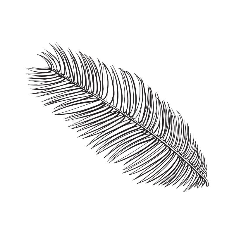 Full Fresh Leaf Of Sago Palm Tree, Sketch Vector Illustration Stock