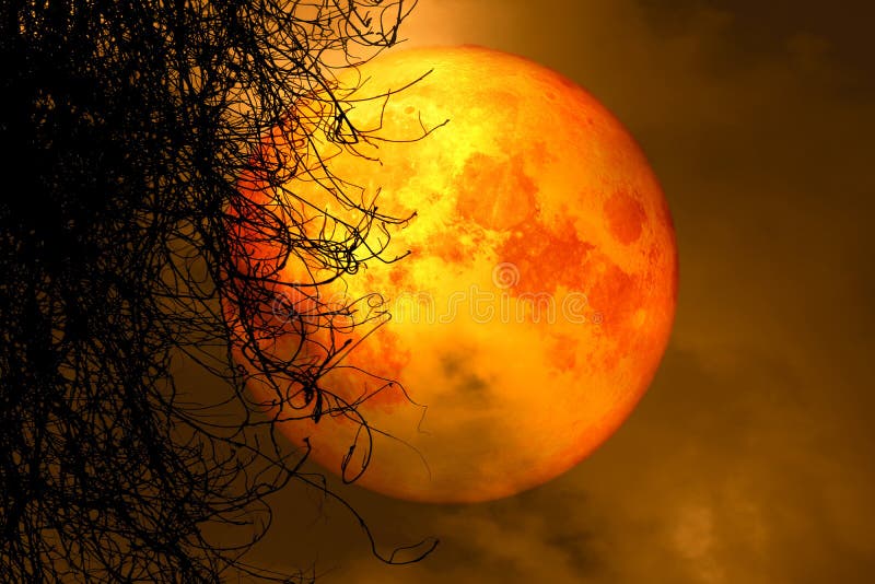 full harvest moon back silhouette dry tree in night sky