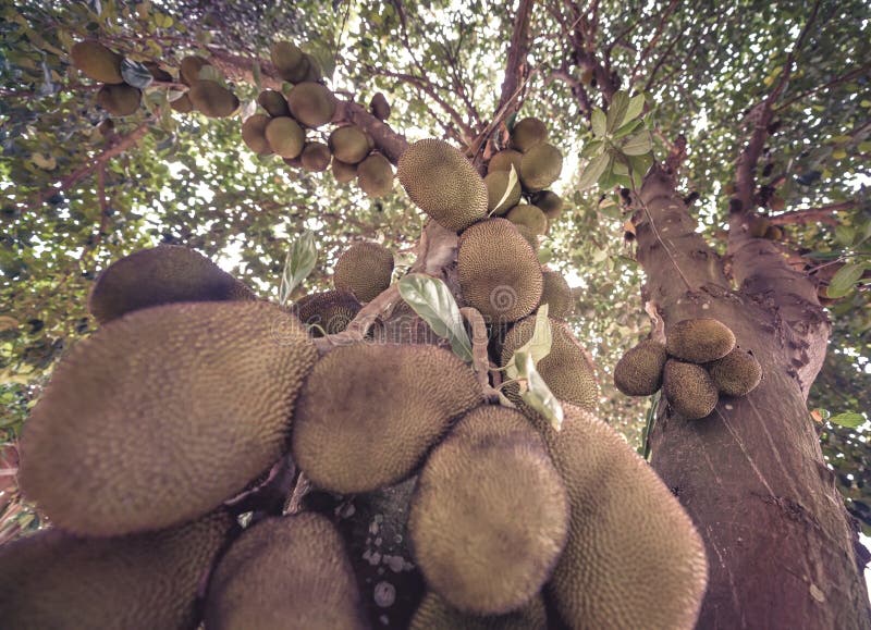 A Jackfruit Tree that is Bearing Fruit in Front of My Office Stock