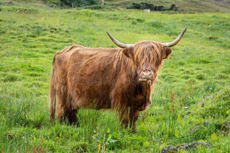 Full lenght portrait of hairy highland cow grazing on pasture in Scotland