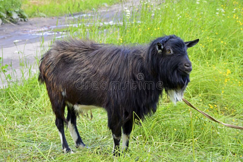 152 Long Haired Goat Stock Photos - Free & Royalty-Free Stock Photos from Dreamstime 152 Long Haired Goat Stock Photos - Free & Royalty-Free Stock Photos from Dreamstime