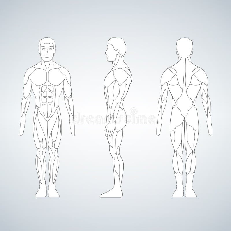 4 Views of the human back muscles, and torso Photograph by Steve Estvanik -  Pixels