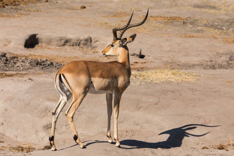 Full-length portrait of male impala.