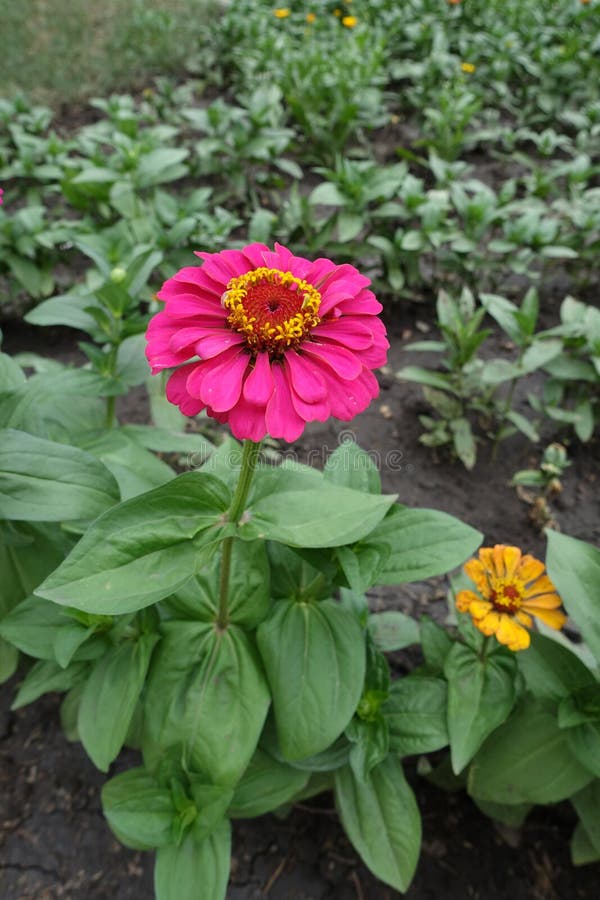 Full längdsikt av zinniaen med denfärgade blomman royaltyfri foto Full längdsikt av zinniaen med denfärgade blomman royaltyfri foto