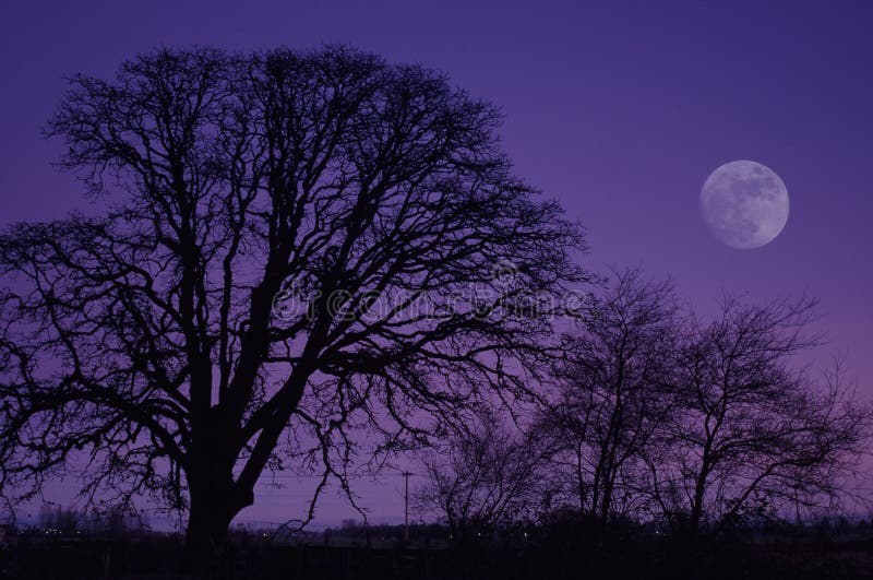 Full moon rising silhouetting oak trees.