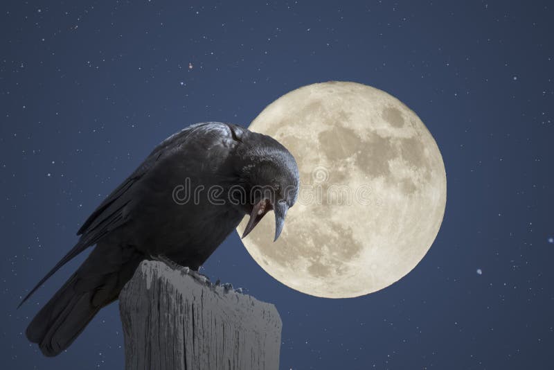 Crow in a Starry Full Moon Night Stock Image - Image of death, bird