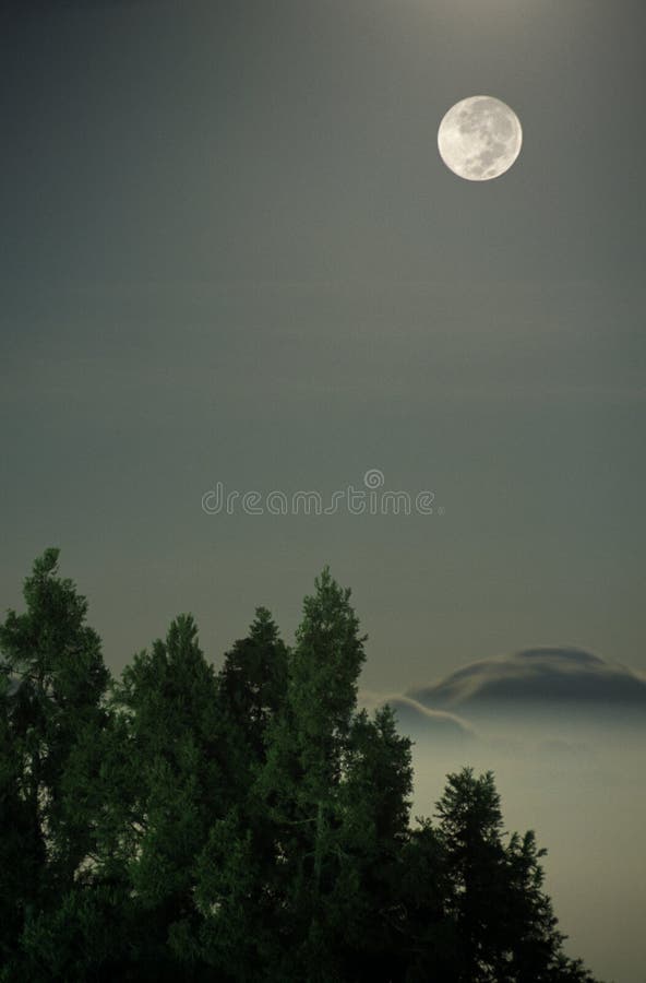 Full moon over forest