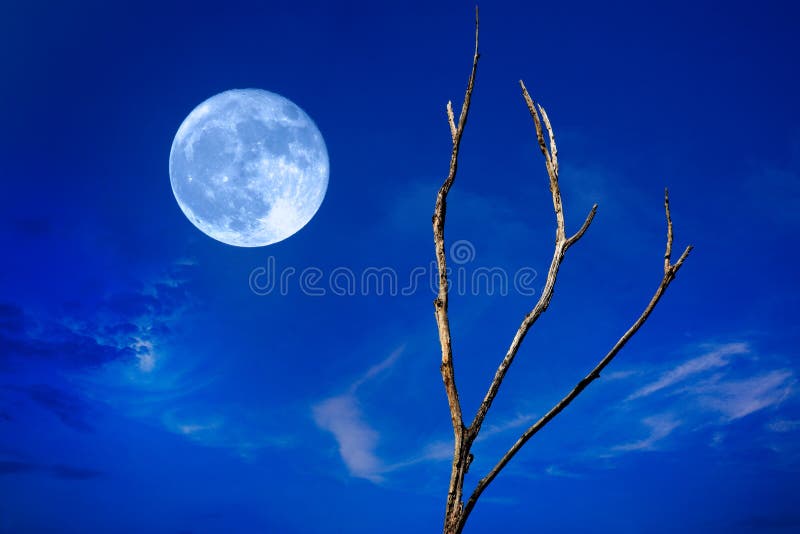 Full Moon And Tree