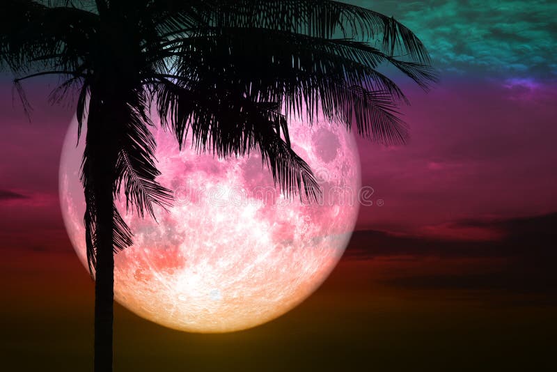 full pink moon back silhouette coconut tree stand on sunset sky