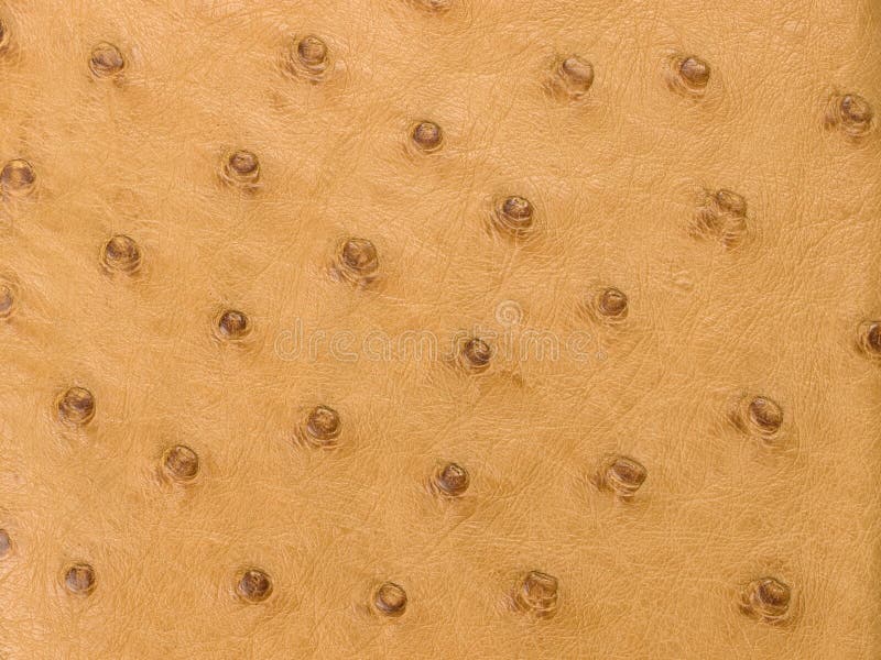 Full quill ostrich leather texture stock image Full quill ostrich leather texture stock image