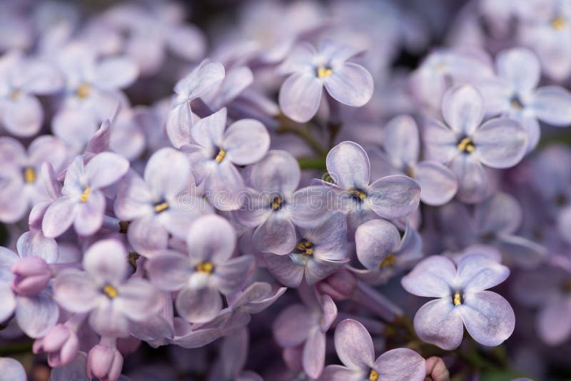 Full rambild av violett lila blombakgrund royaltyfri fotografi