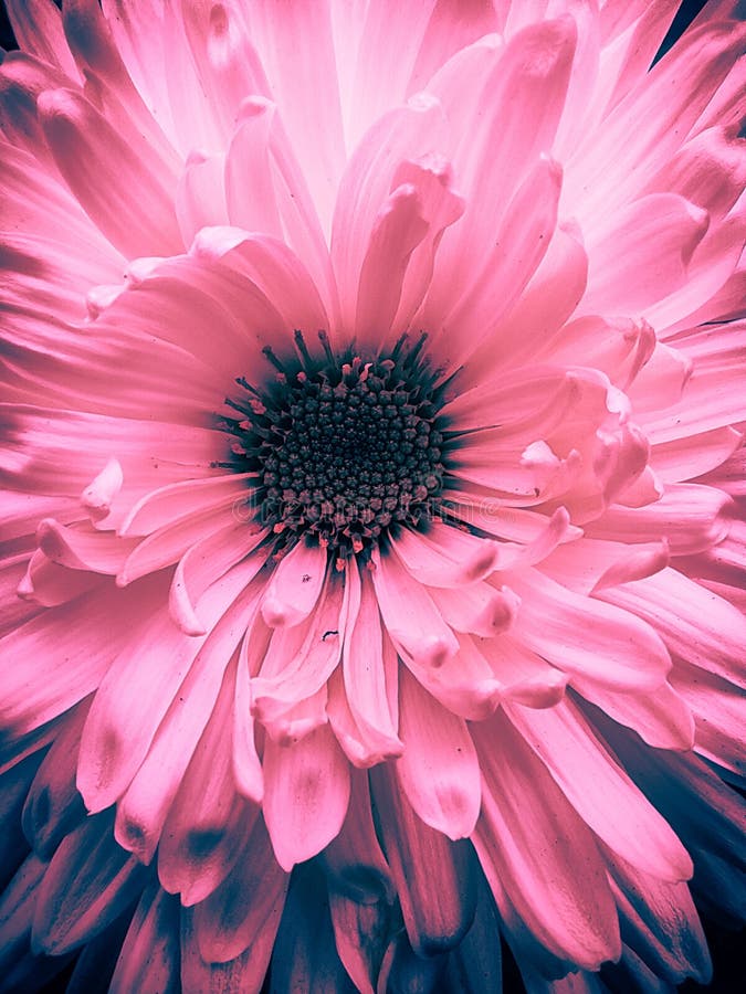 Full Hd Pink Sunflower in Black Background Stock Photo - Image of screen,  nature: 216422686