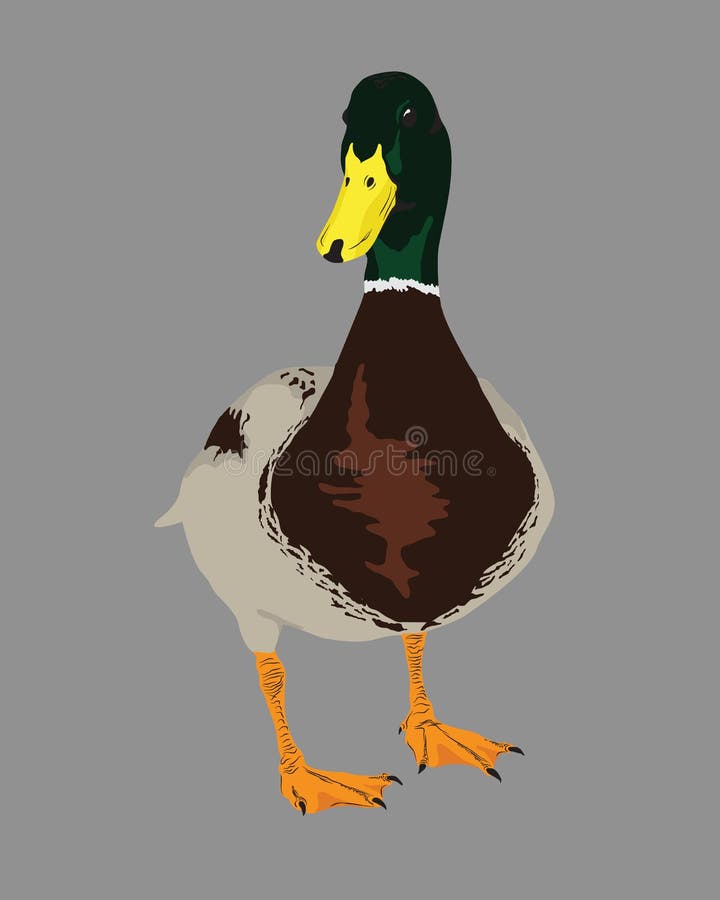 Full size standing mallard with brown breast and green head. Duck male with yellow beak.