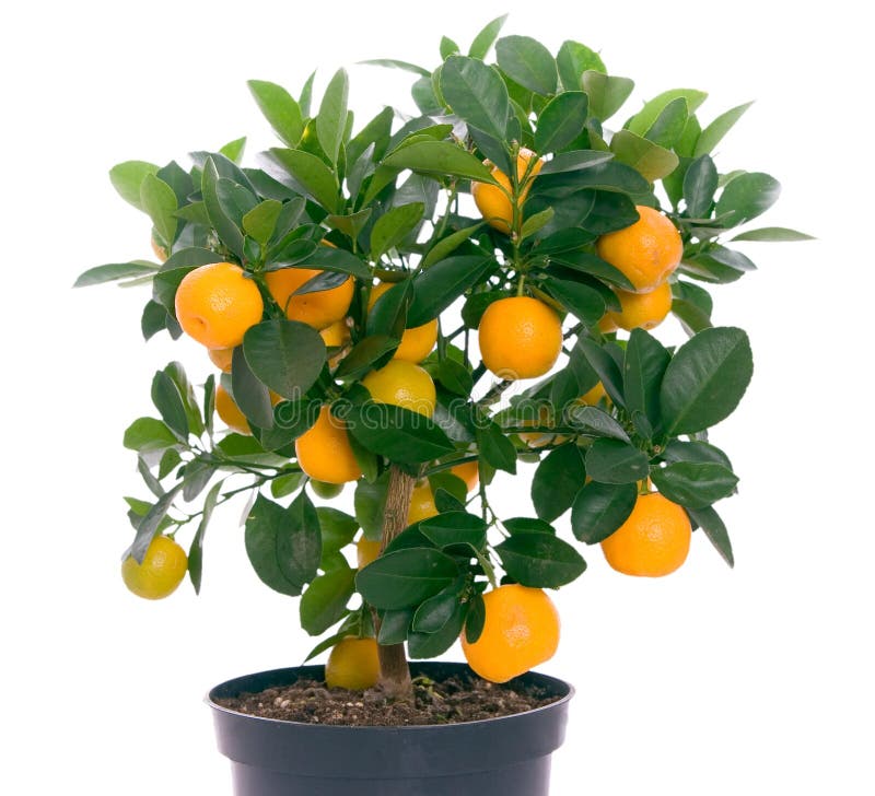 Full of small citrus tree royalty free stock photo Full of small citrus tree royalty free stock photo