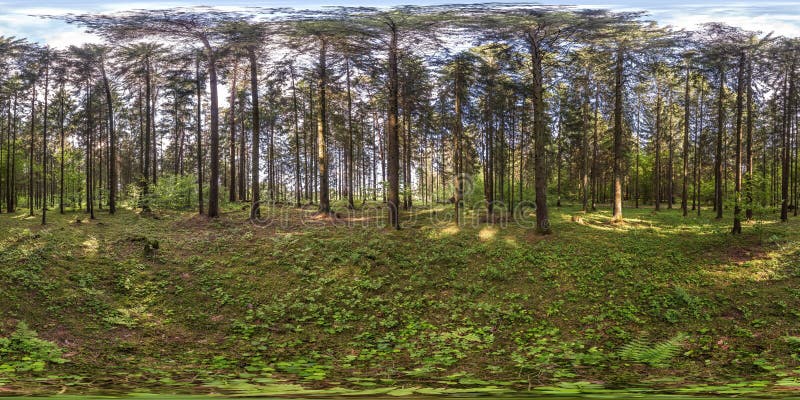 Full spherical hdri panorama 360 degrees angle view in pinery forest in equirectangular projection. VR AR content