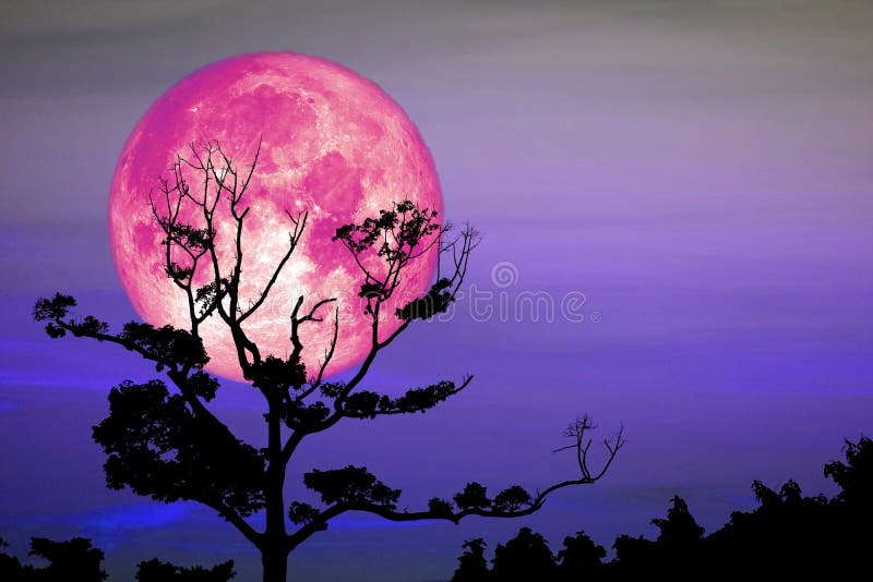 Full Sprouting Grass Moon back on silhouette dry branch tree on night sky