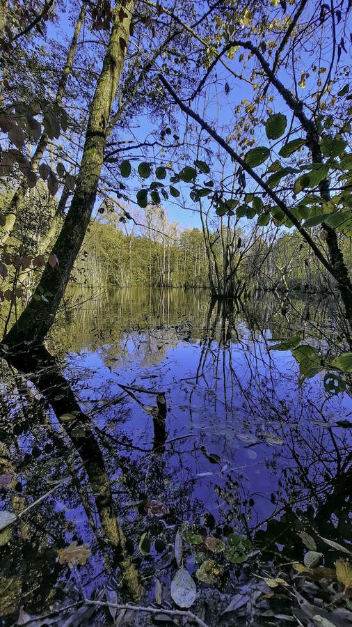 Full Autumn Colors Around A Beautiful Forest Pond On A Sunny October