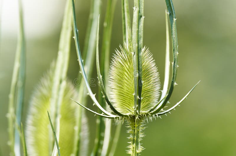 Fullonum de Dipsacus photo libre de droits Fullonum de Dipsacus photo libre de droits