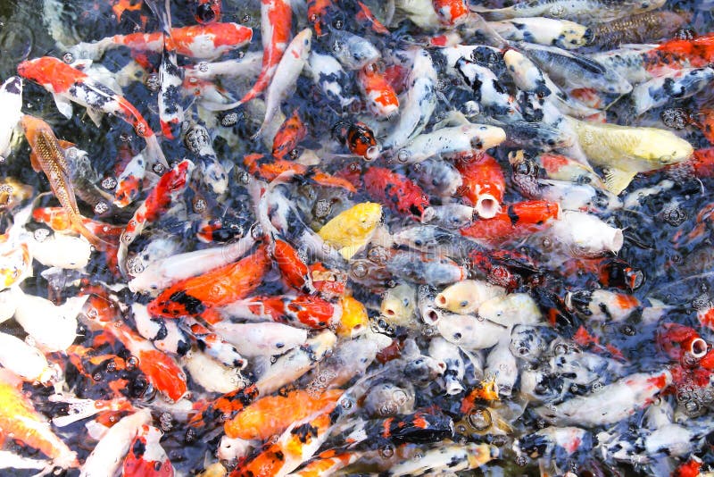 Fullpackad fisk eller finare flerfärgad hungrig karps fisk som simmar i utomhusdammen vid trädgården
