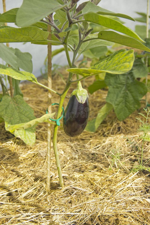 Fullvuxen ny aubergine i naturligt ljus royaltyfria foton Fullvuxen ny aubergine i naturligt ljus royaltyfria foton