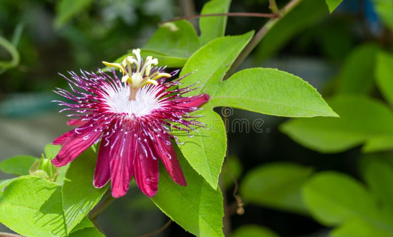 Fully Bloomed Beautiful Red With White Passion Flower In The Garden