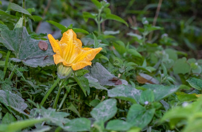 A Fully Bloomed Male Pumpkin Flower in the Jungle Stock Image Image of jungle, food 238438693