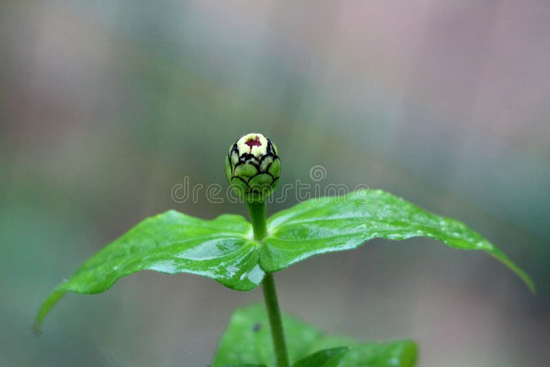 Fully closed Zinnia flower bud with multiple layers growing on top of single stem with large green flower wet from recent shower royalty free stock photo