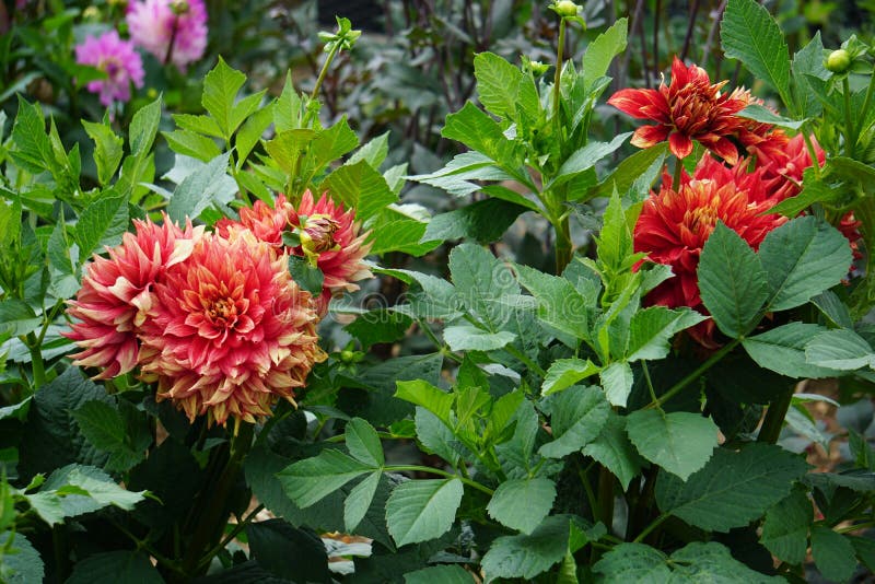 Dahlia Dazzling Magic Yellow And Red Stock Photo Image Of