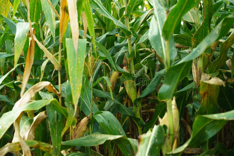 Fully Grown Corn Ready To Be Harvested Stock Image Image of healthy