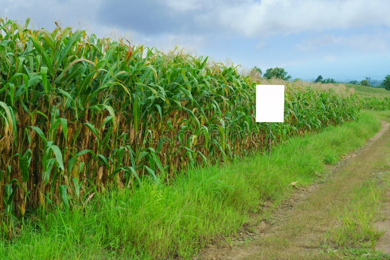 Fully Grown Corn Ready To Be Harvested Stock Image Image of maize