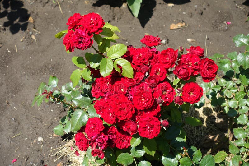 Fully Opened Red Flowers of Rose Bush Stock Photo Image of plant