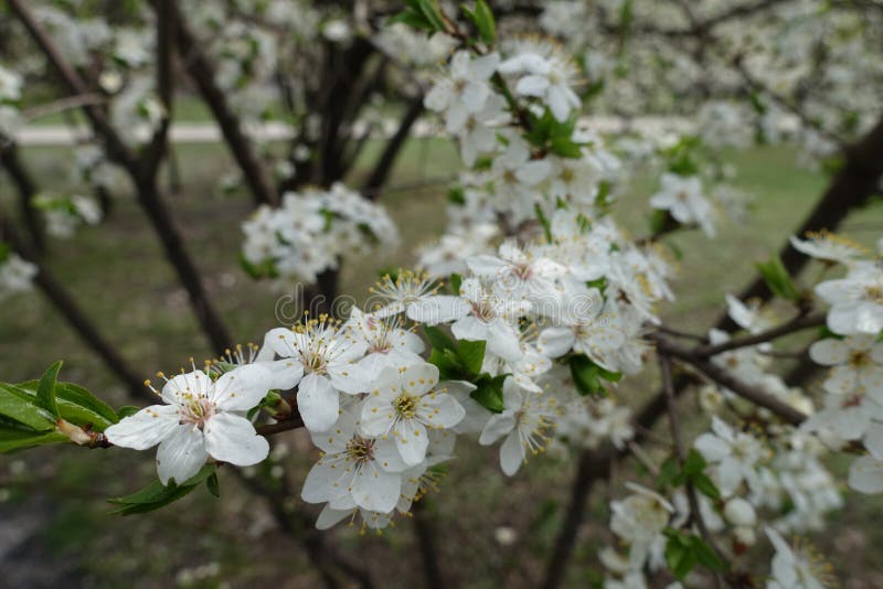 Fully Opened White Flowers and Green Leaves on Branch of Plum Stock