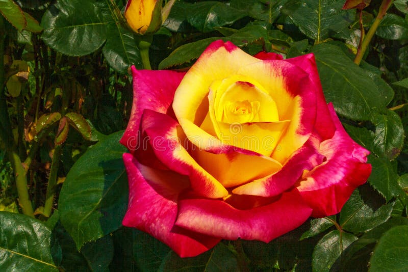 Rose beautiful unusual flower pleasing to the eye a pleasant combination of colors royalty free stock photography Rose beautiful unusual flower pleasing to the eye a pleasant combination of colors royalty free stock photography