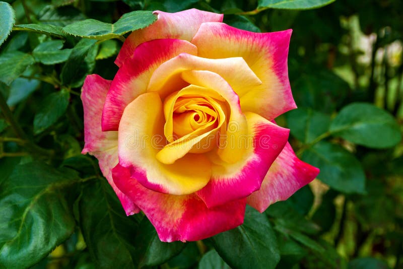 Fully Open, Two-tone With Many Shades Lovely Rose Plant Flower Stock ...