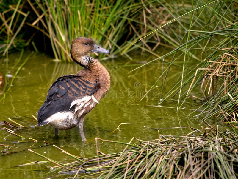 Fulvous Whistling Duck in water