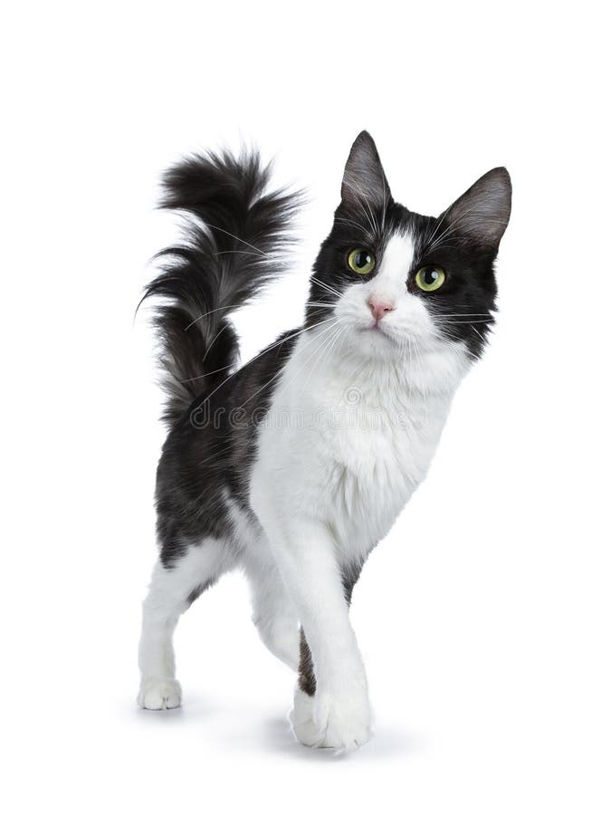 Fumee Noire Mignonne Avec La Marche Angora Turque Blanche De Chat Localisee Sur Le Fond Blanc Avec La Queue Dans Le Ciel Et Le Re Photo Stock Image Du Amical Mince