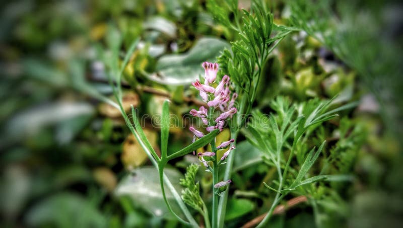 Fumaria parviflora Fineleaf-Fumitory lizenzfreies stockbild Fumaria parviflora Fineleaf-Fumitory lizenzfreies stockbild